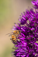 Close-up of a bee (apis) harvesting on many tiny chive blossoms (Allium)
