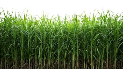 Fototapeta premium Lush green grass isolated on white background.