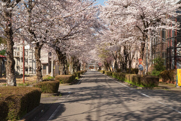 春の乃木神社参道の桜並木、那須塩原市
