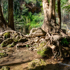 raiz de árbol