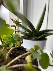 Kalanchoe and Sansevieria Houseplants on Windowsill Macro. Macro photo of Kalanchoe succulent and Sansevieria suffruticosa growing in pots on a bright windowsill, symbolizing home greenery.