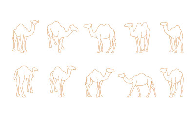 Camel Outline Illustration