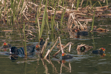 coot birds anf baby birds
