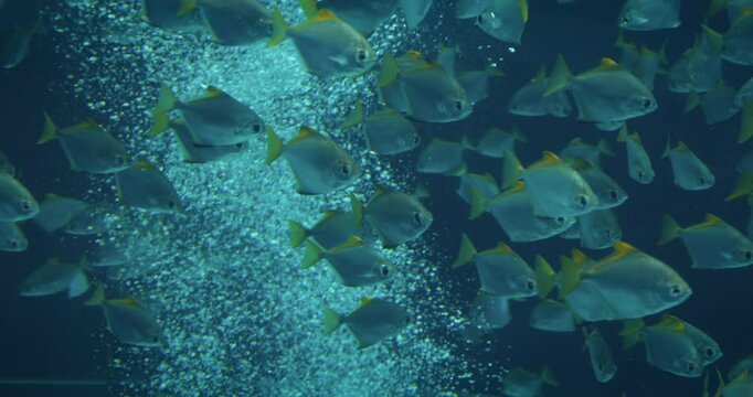 School of silvery fish swimming gracefully with a backdrop of bubbling water in a large blue aquarium