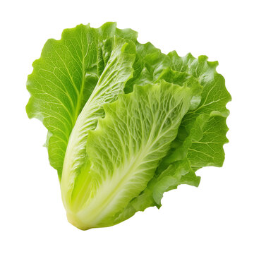 Fresh escarole lettuce on white background.