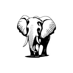 Monochrome elephant illustration featuring frontal view against white backdrop