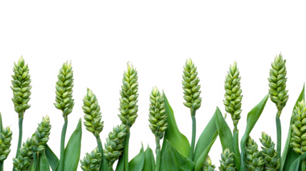 Fresh green wheat ears on a transparent background, symbolizing growth and harvest