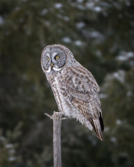 Great Gray Owl perched