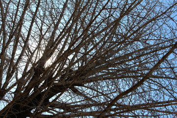 Bare trees with sunlight in early spring background. Leafless tree branches with buds against the blue sky in a sunny day.