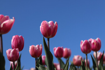 Pink tulips against blue sky. Tulips close-up. Field of blooming tulips in spring. Bright pink flowers with selective focus. Nature background. Spring background. Beautiful flowers against sky