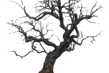 dead tree isolated on white