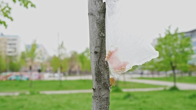 Found dentures hanging in a transparent plastic bag on a park tree, capturing an unusual and surreal urban discovery