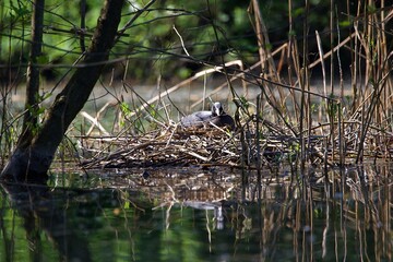 Obraz premium closeup of a coot
