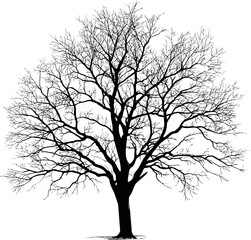 Silhouette of a leafless tree with intricate branches on white. Vector illustration.
