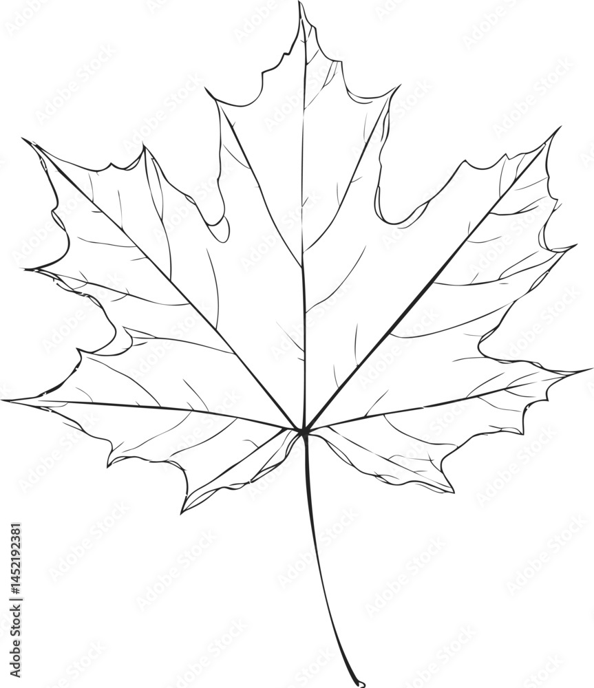 Poster black and white outline of a detailed maple leaf with sharp edges, line art style. vector illustrati
