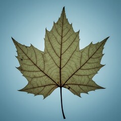 Obraz premium Delicate maple leaf design
