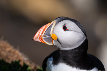 Colorful Puffin on a Coastal Cliff of Saltee Islands, Wexford, Ireland