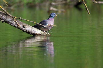 wood pigeon