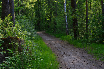 A path in a lush green forest, bathed in sunlight