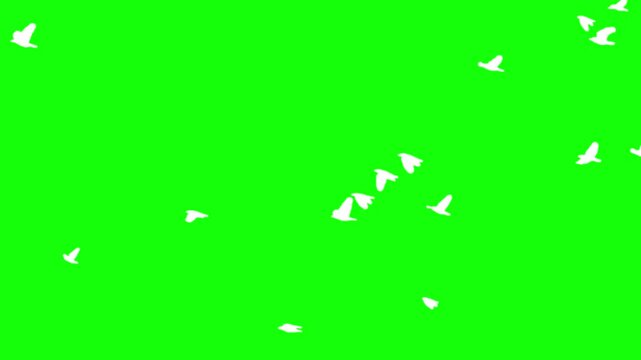 Flock of white birds flying on green background. Chroma key green screen for compositing and presentation.