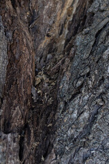 tree bark texture