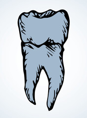 The layout of tooth. Vector drawing