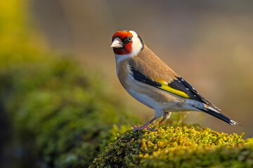 Szczygieł (Carduelis carduelis) © Grzegorz