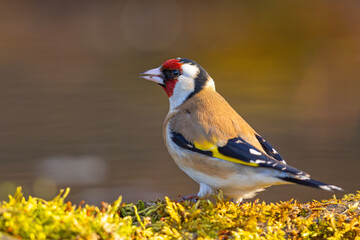 Szczygieł (Carduelis carduelis)