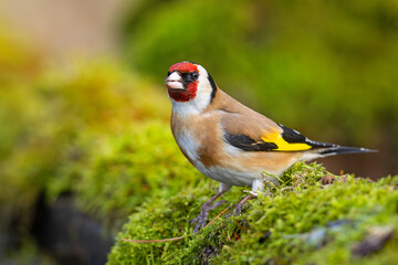Szczygieł (Carduelis carduelis) © Grzegorz