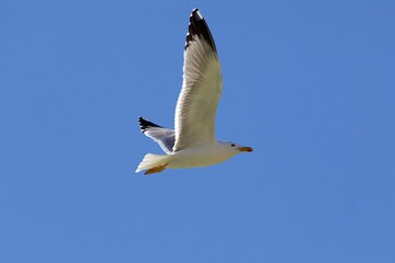 gull