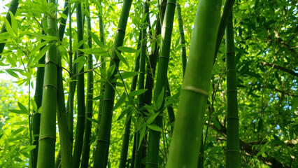 Obraz premium Lush green bamboo forest with fresh leaves and natural sunlight on a bright day