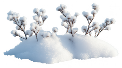 Delicate branches of a small shrub covered with sparkling snow crystals