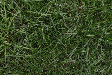 green grass background
