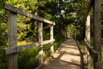 Wooden footpath running through Bozi Dar peat bog trail in Bozi Dar, Czech Republic