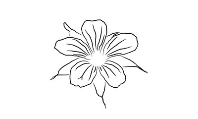 white flower on white background