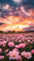 Fototapeta premium Pink flowers field sunset vibrant sky.