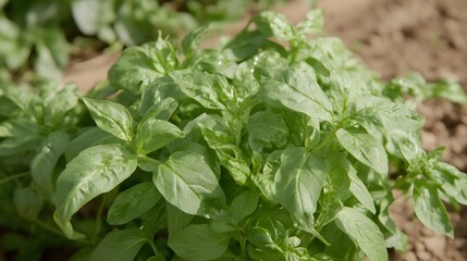 Fototapeta premium Fresh Green Basil Plant Leaves Growing in Garden