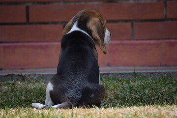 Small Tricolor Beagle Puppy Sitting and Looking Away Outdoors