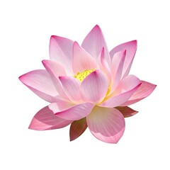 Lotus flower isolated over white canvas for use in healing graphics, wellness promotions, and peaceful digital compositions. Suitable for meditation, relaxation, nature art, and peaceful design.