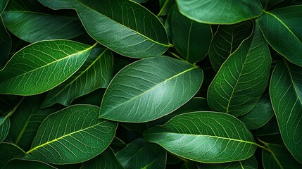 Lush Green Leaves Texture Background Vibrant Emerald Foliage, Detailed Veins, Natural Botanical Pattern for Design, Wallpaper, and Print.
