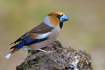 Grubodziób (Coccothraustes coccothraustes) © Grzegorz