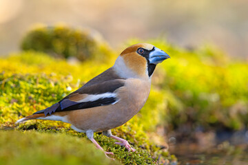 Grubodziób (Coccothraustes coccothraustes) © Grzegorz