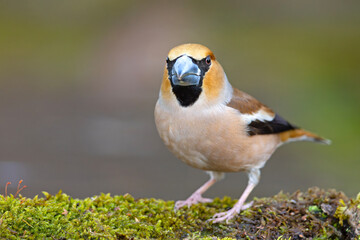 Grubodziób (Coccothraustes coccothraustes) © Grzegorz
