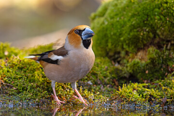 Grubodziób (Coccothraustes coccothraustes) © Grzegorz