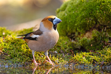Grubodziób (Coccothraustes coccothraustes) © Grzegorz