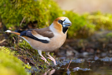 Grubodziób (Coccothraustes coccothraustes) © Grzegorz
