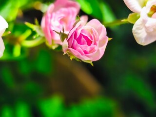 close up of mini pink rose flower with blurred background