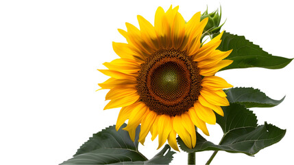 Obraz premium A bright sunflower with yellow petals and green leaves isolated