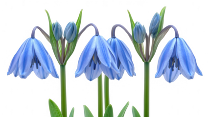 Delicate blue scilla flowers isolated against a transparent background, showcasing their intricate details and vibrant color