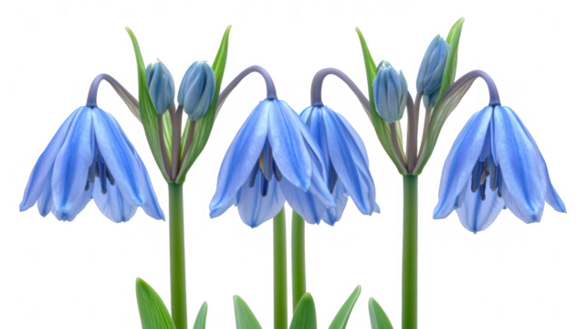 Delicate blue scilla flowers isolated against a transparent background, showcasing their intricate details and vibrant color